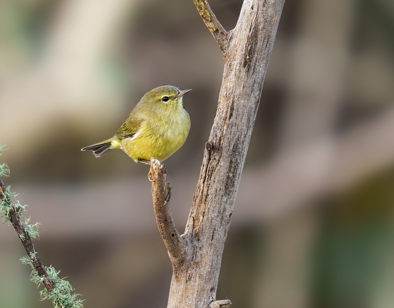 Orange-crowned Warbler 2303.jpg :: Orange-crowned Warbler (Oreothlypis celata) JJ Mays' Wildlife Trace, Chambers County, Texas