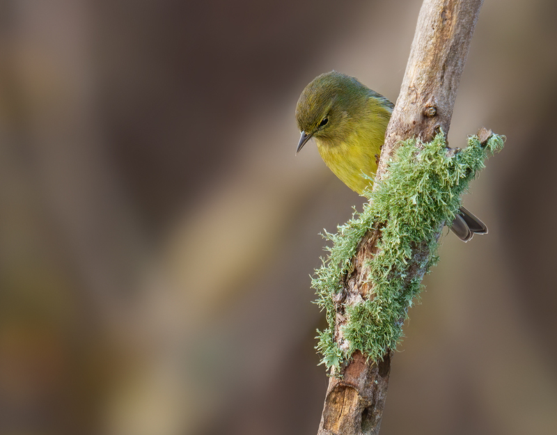 Orange-crowned Warbler 2304.jpg :: Orange-crowned Warbler (Oreothlypis celata) JJ Mays' Wildlife Trace, Chambers County, Texas