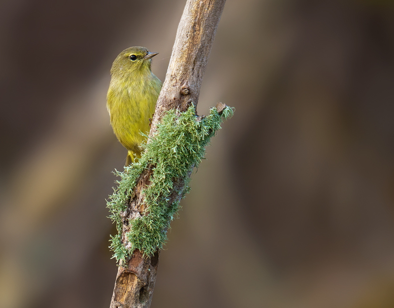 Orange-crowned Warbler 2305.jpg :: Orange-crowned Warbler (Oreothlypis celata) JJ Mays' Wildlife Trace, Chambers County, Texas