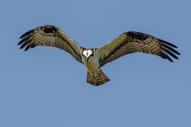 Osprey 2214.jpg :: Osprey (Pandion haliaetus)  Codorus State Park, York County, Pennsylvania