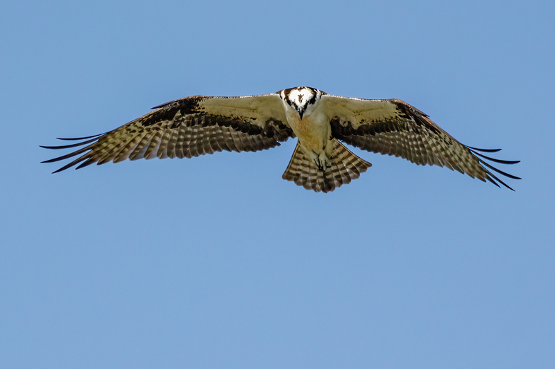 Osprey 2215(1).jpg :: Osprey (Pandion haliaetus)  Codorus State Park, York County, Pennsylvania
