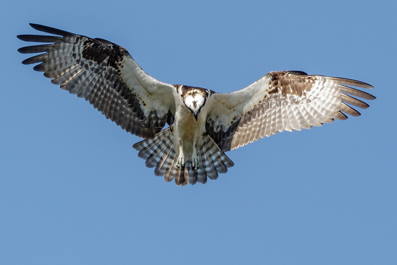 Osprey 2216.jpg :: Osprey (Pandion haliaetus)  Codorus State Park, York County, Pennsylvania