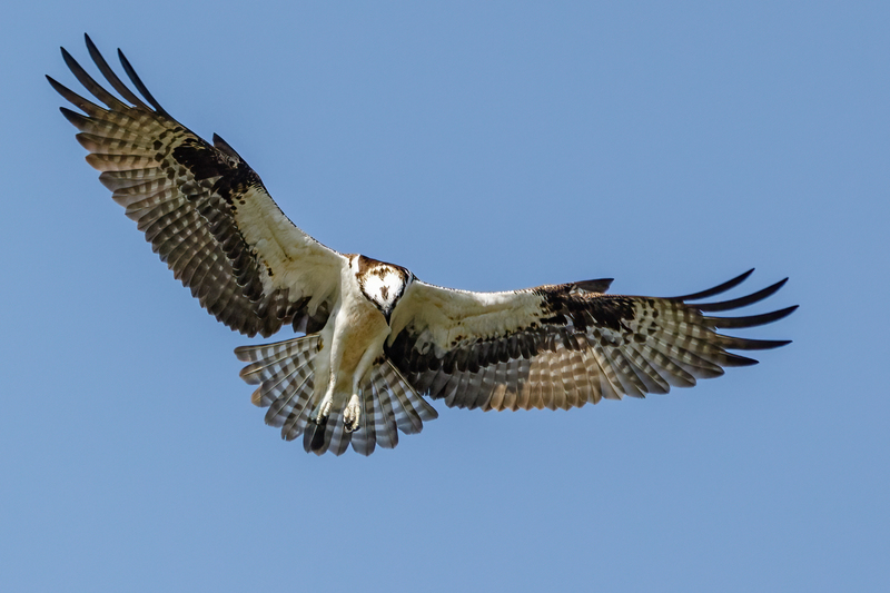 Osprey 2217.jpg :: Osprey (Pandion haliaetus)  Codorus State Park, York County, Pennsylvania