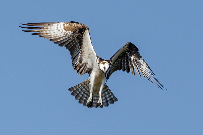 Osprey 2218(1).jpg :: Osprey (Pandion haliaetus)  Codorus State Park, York County, Pennsylvania