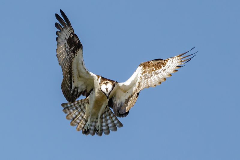Osprey 2219(1).jpg :: Osprey (Pandion haliaetus)  Codorus State Park, York County, Pennsylvania