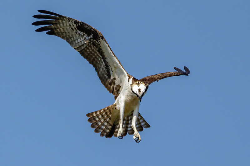 Osprey 2220.jpg :: Osprey (Pandion haliaetus)  Codorus State Park, York County, Pennsylvania