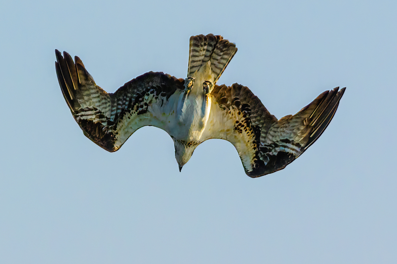 Osprey 2221(1).jpg :: Osprey (Pandion haliaetus)  Codorus State Park, York County, Pennsylvania