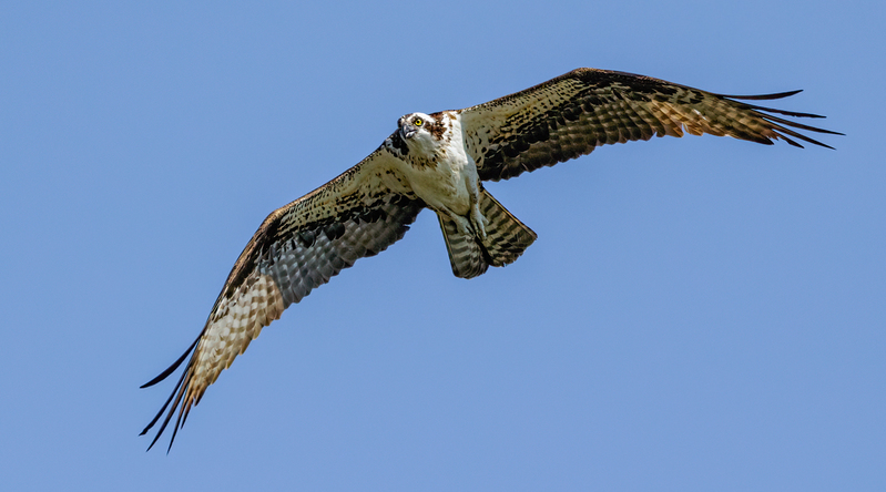 Osprey 2222.jpg :: Osprey (Pandion haliaetus)  Codorus State Park, York County, Pennsylvania