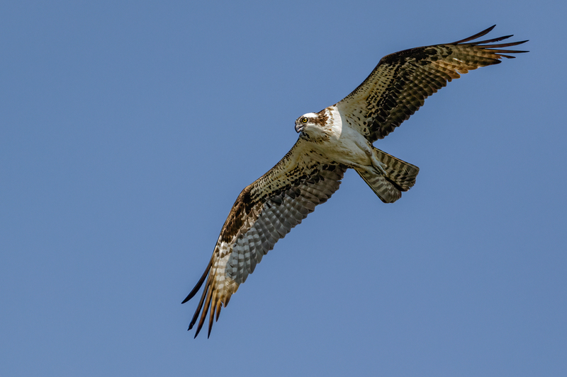 Osprey 2223.jpg :: Osprey (Pandion haliaetus)  Codorus State Park, York County, Pennsylvania