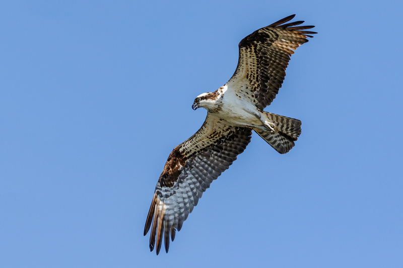 Osprey 2224(1).jpg :: Osprey (Pandion haliaetus)  Codorus State Park, York County, Pennsylvania