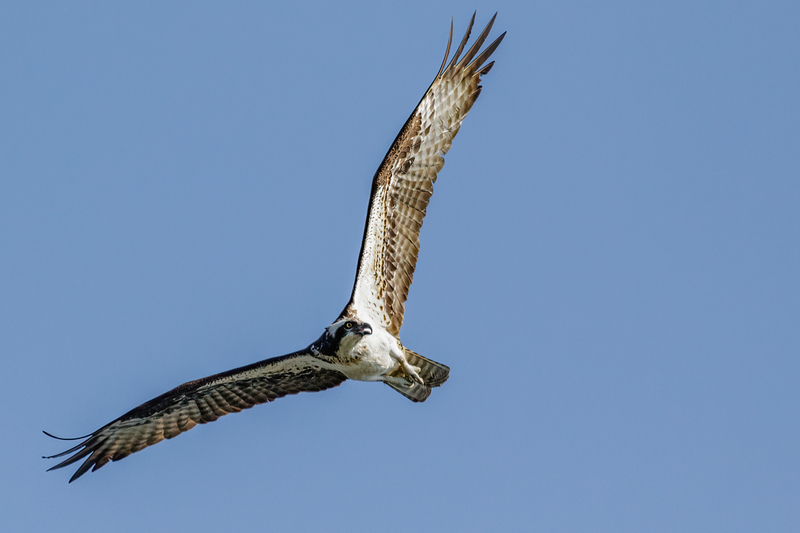 Osprey 2225(1).jpg :: Osprey (Pandion haliaetus)  Codorus State Park, York County, Pennsylvania