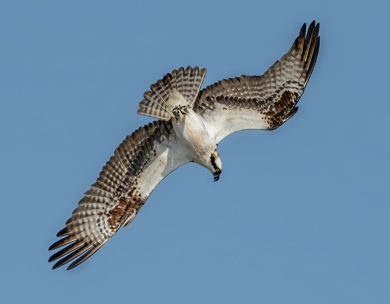 Osprey 2227(1).jpg :: Osprey (Pandion haliaetus)  Codorus State Park, York County, Pennsylvania