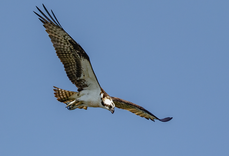 Osprey 2228.jpg :: Osprey (Pandion haliaetus)  Codorus State Park, York County, Pennsylvania