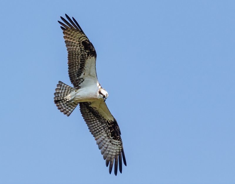 Osprey 2229(1).jpg :: Osprey (Pandion haliaetus)  Codorus State Park, York County, Pennsylvania