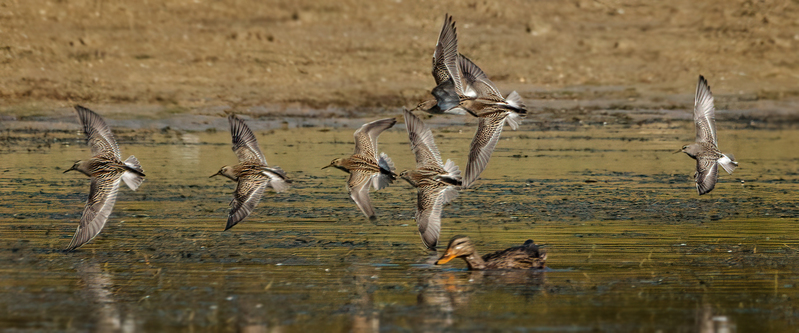 Pectoral-White-rumped Sandpipers -flight 2201(1).jpg :: Pectoral Sandpiper (Calidris melanotos) Black Rock Flats, Lake Marburg, Codorus State Park, York County, Pennsylvania