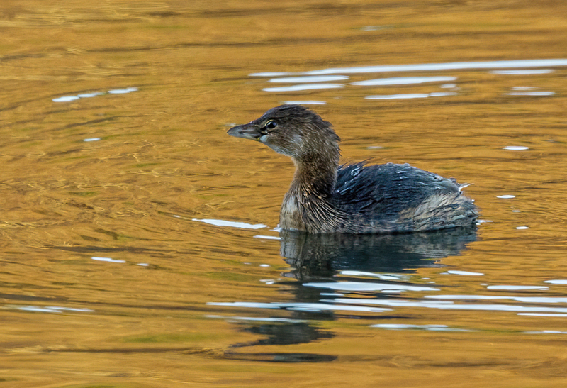 Pied-billed Grebe 2201.jpg :: Pied-billed Grebe (Podilymbus podiceps) Long Arm Reservoir, York County, Pennsylvania
