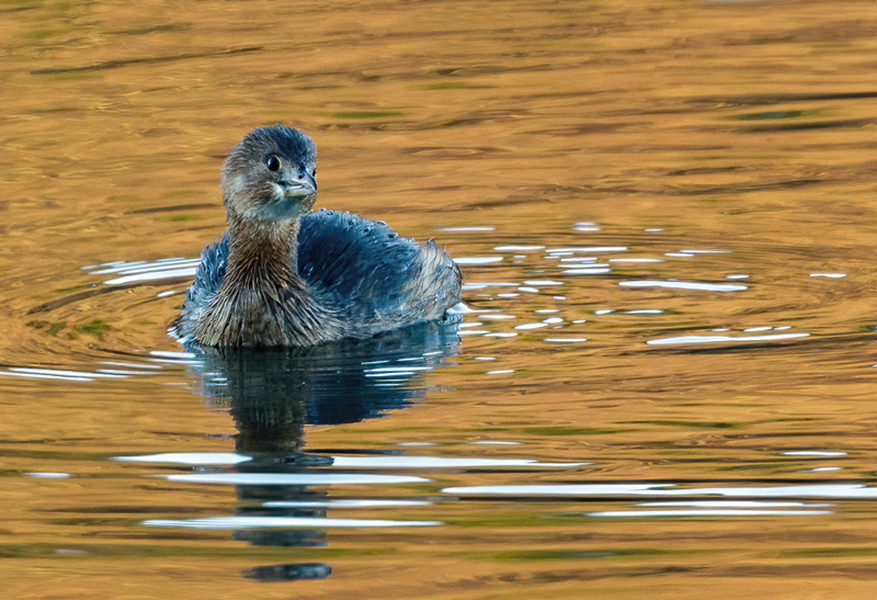 Pied-billed Grebe 2202.jpg :: Pied-billed Grebe (Podilymbus podiceps) Long Arm Reservoir, York County, Pennsylvania