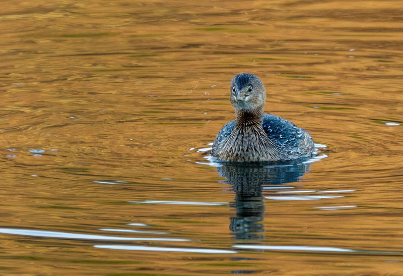 Pied-billed Grebe 2203(1).jpg :: Pied-billed Grebe (Podilymbus podiceps) Long Arm Reservoir, York County, Pennsylvania
