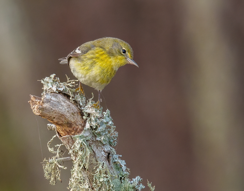 Pine Warbler 2301.jpg :: Pine Warbler (Setophaga pinus) Trinity River Island Recreation Area, Chambers County, Texas