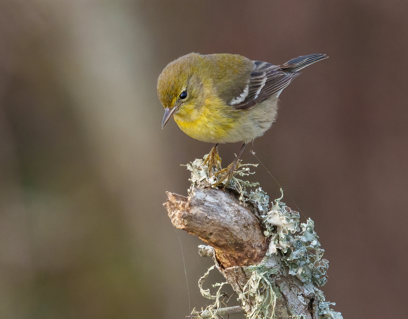 Pine Warbler 2302.jpg :: Pine Warbler (Setophaga pinus) Trinity River Island Recreation Area, Chambers County, Texas