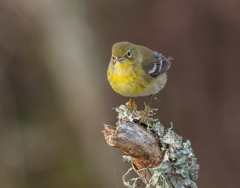 Pine Warbler 2303.jpg :: Pine Warbler (Setophaga pinus) Trinity River Island Recreation Area, Chambers County, Texas