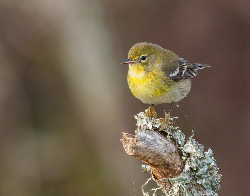 Pine Warbler 2304.jpg :: Pine Warbler (Setophaga pinus) Trinity River Island Recreation Area, Chambers County, Texas