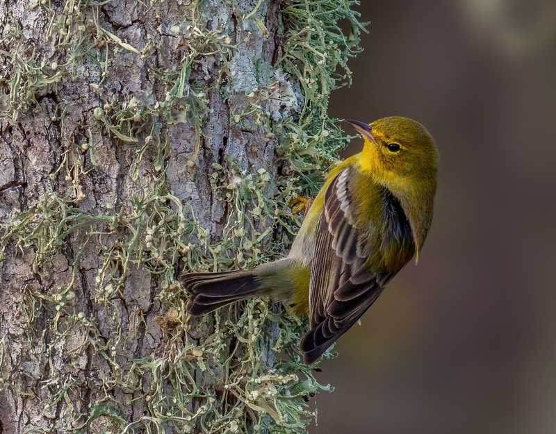 Pine Warbler 2305.jpg :: Pine Warbler (Setophaga pinus) Trinity River Island Recreation Area, Chambers County, Texas