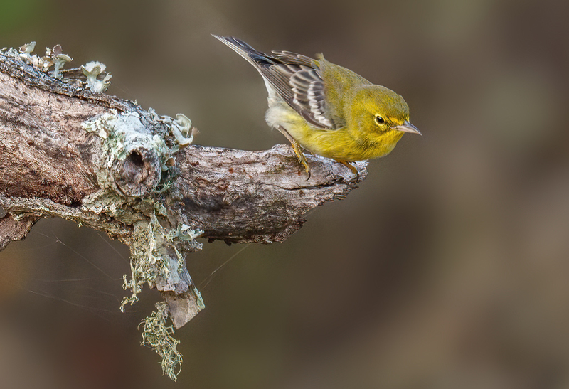 Pine Warbler 2306.jpg :: Pine Warbler (Setophaga pinus) Trinity River Island Recreation Area, Chambers County, Texas