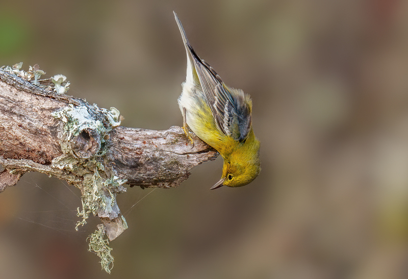 Pine Warbler 2307.jpg :: Pine Warbler (Setophaga pinus) Trinity River Island Recreation Area, Chambers County, Texas