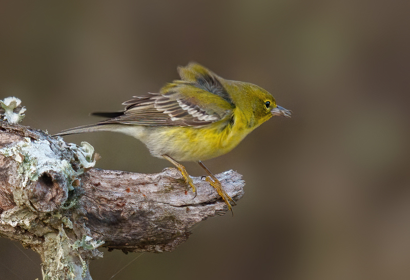 Pine Warbler 2308.jpg :: Pine Warbler (Setophaga pinus) Trinity River Island Recreation Area, Chambers County, Texas