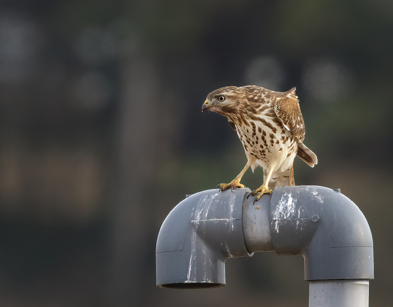 Red Shouldered Hawk 2105.jpg :: Red-shouldered Hawk (Buteo lineatus) Hopewell Township Recreation Area, York County, Pennsylvania