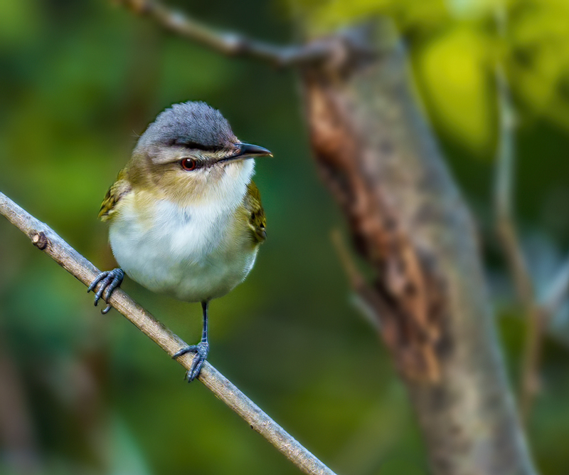 Red-eyed Vireo 2301.jpg