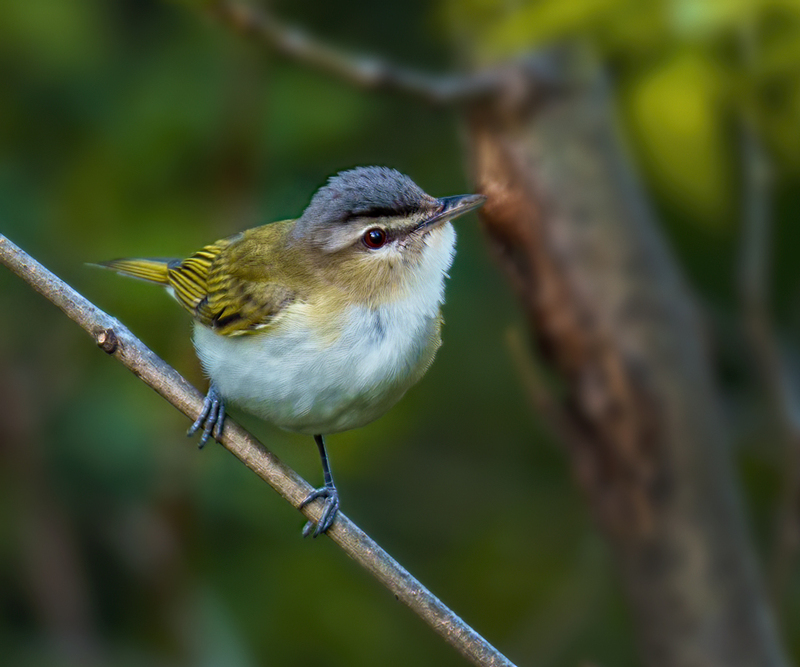 Red-eyed Vireo 2302.jpg