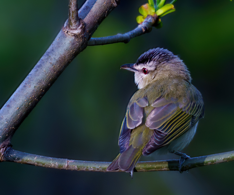 Red-eyed Vireo 2303.jpg