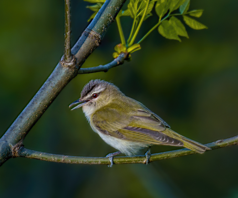 Red-eyed Vireo 2304.jpg