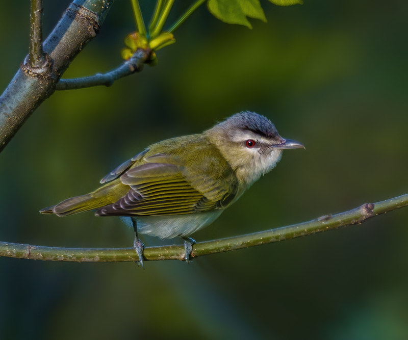 Red-eyed Vireo 2305.jpg