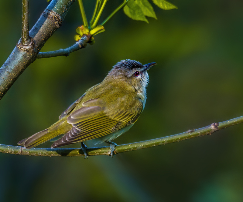 Red-eyed Vireo 2306(1).jpg
