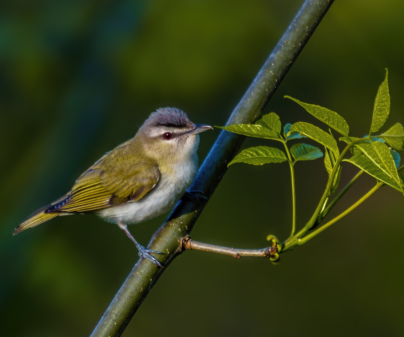 Red-eyed Vireo 2307(1).jpg