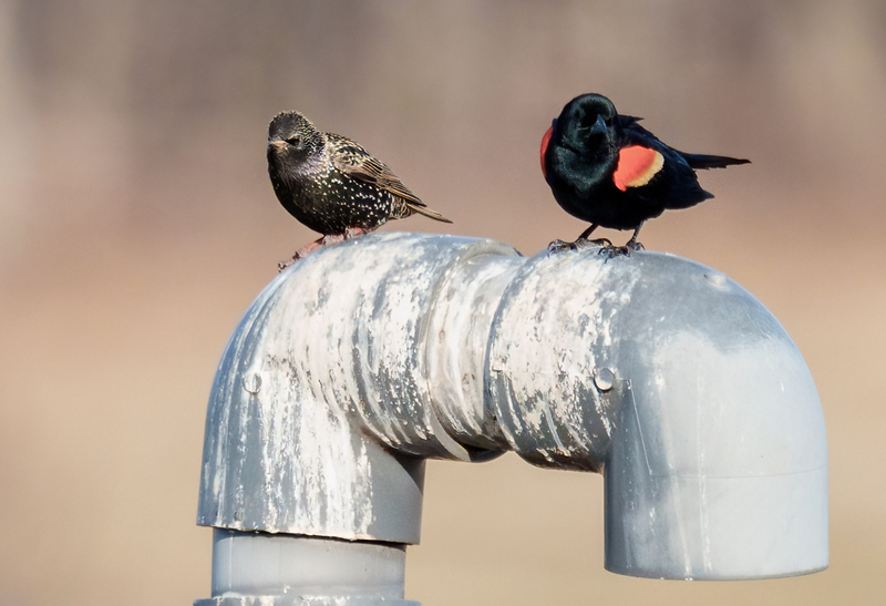 Red-winged Blackbird - European Starling 2301(1).jpg :: Red-winged Blackbird (Agelaius phoeniceus), European Starling, Hopewell Recreation  Complex, York County, Pennsylvania