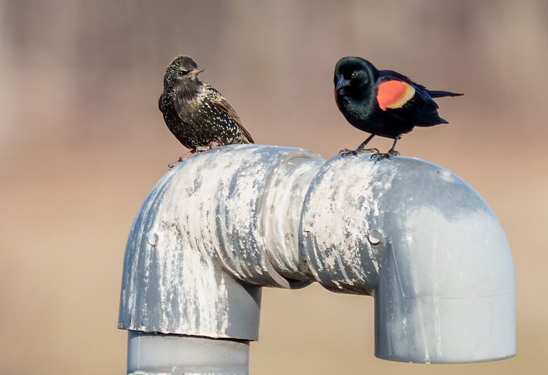 Red-winged Blackbird - European Starling 2303(1).jpg :: Red-winged Blackbird (Agelaius phoeniceus), European Starling, Hopewell Recreation  Complex, York County, Pennsylvania