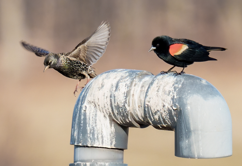 Red-winged Blackbird - European Starling 2304(1).jpg :: Red-winged Blackbird (Agelaius phoeniceus), European Starling, Hopewell Recreation  Complex, York County, Pennsylvania