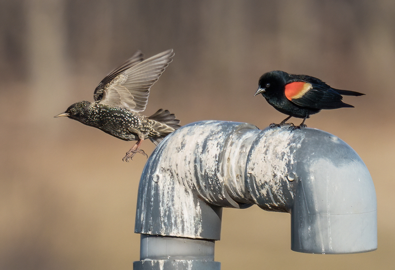 Red-winged Blackbird - European Starling 2305.jpg :: Red-winged Blackbird (Agelaius phoeniceus), European Starling, Hopewell Recreation  Complex, York County, Pennsylvania