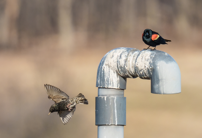 Red-winged Blackbird - European Starling 2306(1).jpg :: Red-winged Blackbird (Agelaius phoeniceus), European Starling, Hopewell Recreation  Complex, York County, Pennsylvania