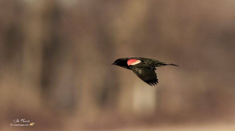 Red-winged Blackbird 2301.jpg :: Red-winged Blackbird (Agelaius phoeniceus) Hopewell Recreation  Complex, York County, Pennsylvania