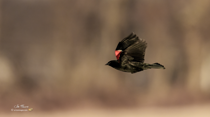 Red-winged Blackbird 2302.jpg :: Red-winged Blackbird (Agelaius phoeniceus) Hopewell Recreation  Complex, York County, Pennsylvania