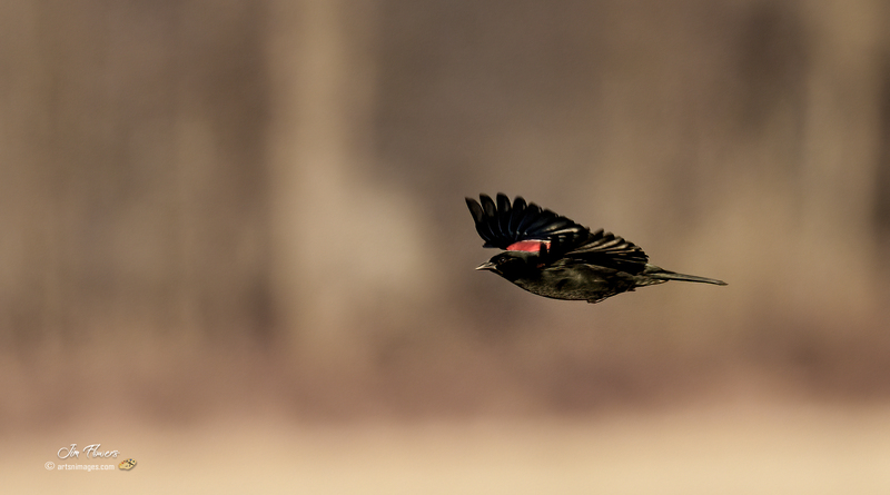 Red-winged Blackbird 2303.jpg :: Red-winged Blackbird (Agelaius phoeniceus) Hopewell Recreation  Complex, York County, Pennsylvania