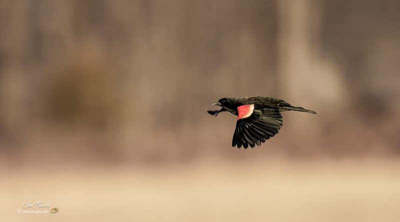 Red-winged Blackbird 2304.jpg :: Red-winged Blackbird (Agelaius phoeniceus) Hopewell Recreation  Complex, York County, Pennsylvania