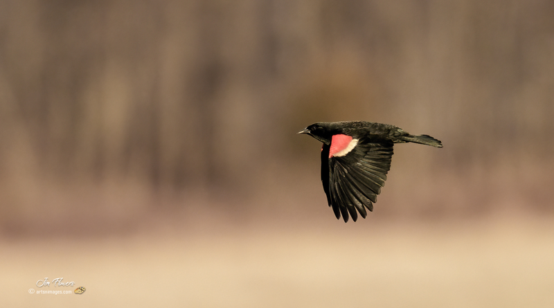 Red-winged Blackbird 2305.jpg :: Red-winged Blackbird (Agelaius phoeniceus) Hopewell Recreation  Complex, York County, Pennsylvania