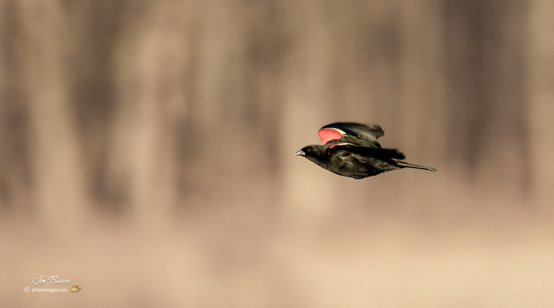 Red-winged Blackbird 2307.jpg :: Red-winged Blackbird (Agelaius phoeniceus) Hopewell Recreation  Complex, York County, Pennsylvania