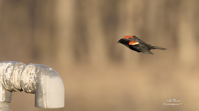 Red-winged Blackbird 2308.jpg :: Red-winged Blackbird (Agelaius phoeniceus) Hopewell Recreation  Complex, York County, Pennsylvania